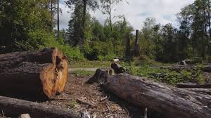 Best Hazardous Tree Removal  in Isanti, MN