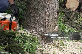 Best Storm Damage Tree Cleanup  in Isanti, MN