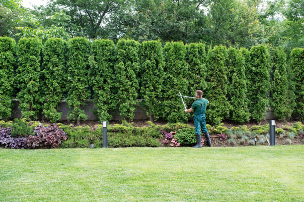  Isanti, MN Tree Removal Pros